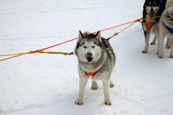 Pies Huskies Husky Psy Polarne Bieganie Wyścigi Psów Sań Zima — Zdjęcie stockowe