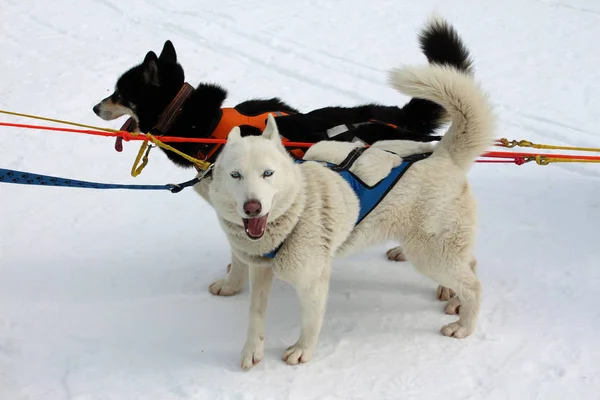 Perro Huskies Husky Perros Polares Correr Carreras Perros Trineo Invierno —  Fotos de Stock