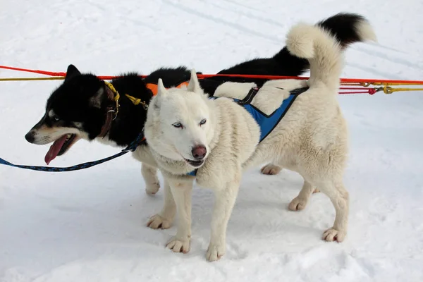 Hond Husky Husky Poolhonden Racen Sledehond Racen — Stockfoto