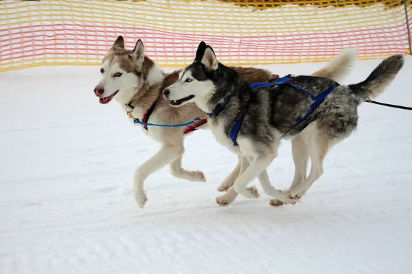 Perro Huskies Husky Perros Polares Correr Carreras Perros Trineo Invierno —  Fotos de Stock