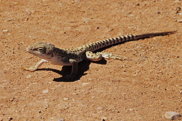 Lizard Στο Εθνικό Πάρκο Arches Στη Γιούτα Των Ηπα — Φωτογραφία Αρχείου