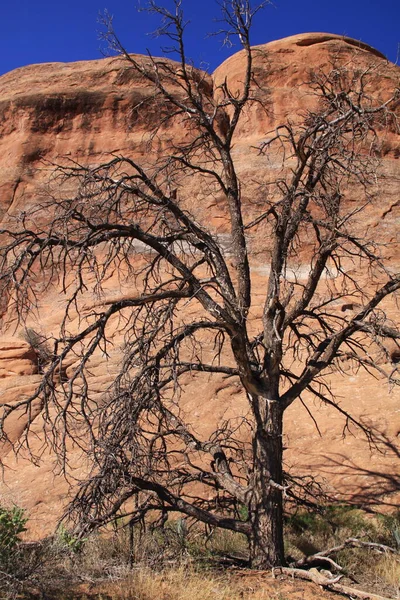 Rotsvorming Arches National Park Utah Verenigde Staten — Stockfoto