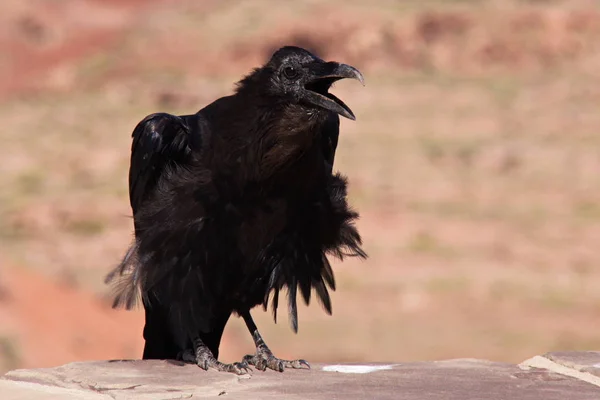 美国亚利桑那州的乌鸦在哭泣 — 图库照片