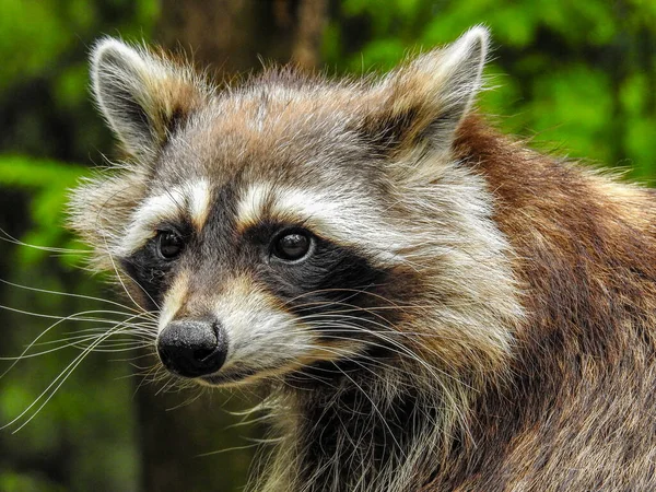 Wasbeer Dier Fauna Zoogdier Procyonide Familie — Stockfoto