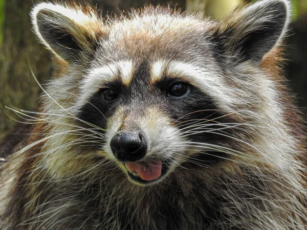 Mapache Animal Fauna Mamífero Familia Procyonid — Foto de Stock