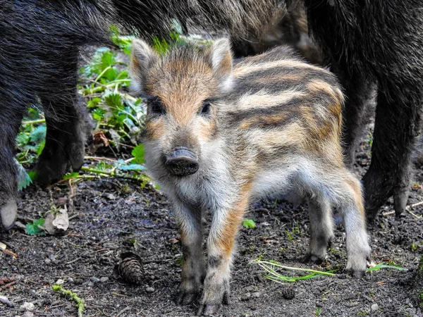 Wildschweine Wald — Stockfoto