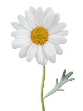 Daisy (Margerite) isolated on white background, including clipping path. Germany clipart