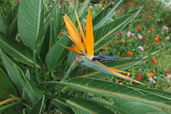 Tropicale Portocaliu Strelizie Floare Pasăre Floarea Paradisului — Fotografie, imagine de stoc