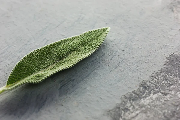 Fresh Organic Sage Leaf Gray Table Background — Stock Photo, Image