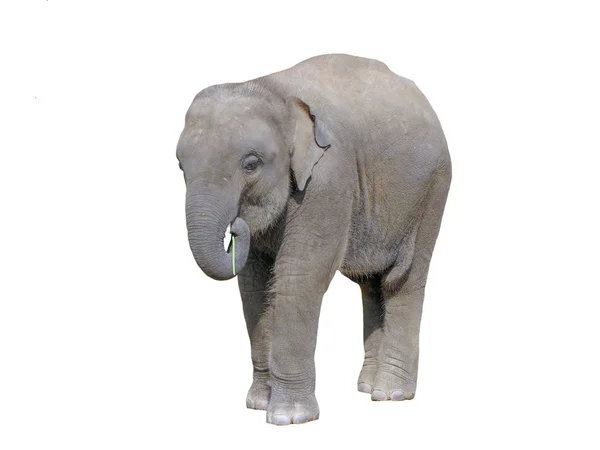 Pequeño Elefante Indio Fondo Blanco Aislado —  Fotos de Stock