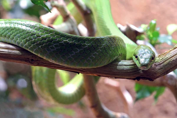 Spitzkopfnatter Gonyosoma Oxycephalum Querformat — Stockfoto