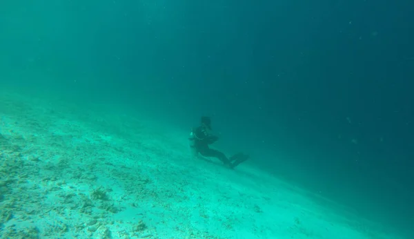 Quallen Meer Unter Wasser Meeresleben — Stockfoto