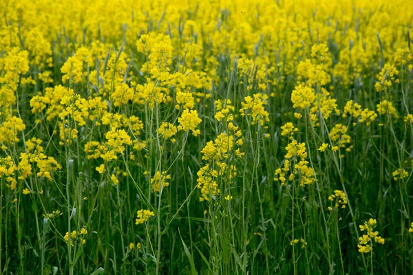 Cultures Agricoles Pour Alimentation Bétail Colza — Photo