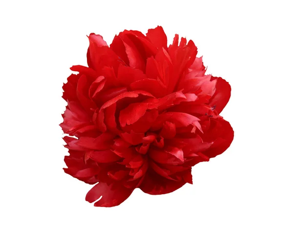 Flor Peônia Vermelha Fundo Branco Isolado — Fotografia de Stock