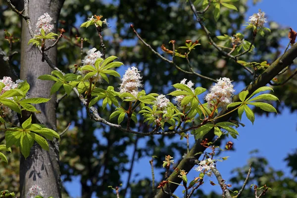 Vacker Botanisk Skott Naturliga Tapeter — Stockfoto