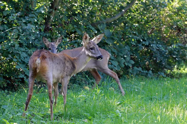 Animale Selvatico Animale Con Zoccoli Cervo — Foto Stock