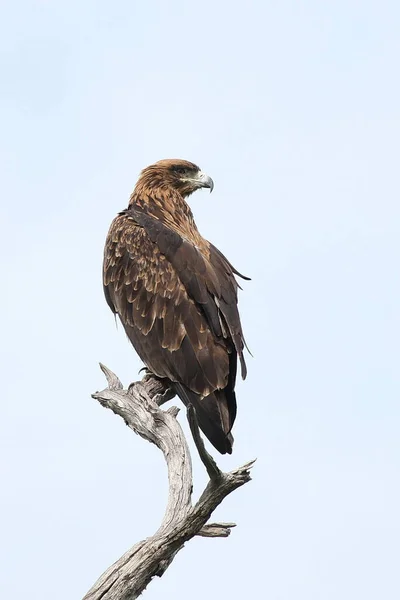 Vild Afrikansk Fågel Afrikansk Botswana Savann — Stockfoto