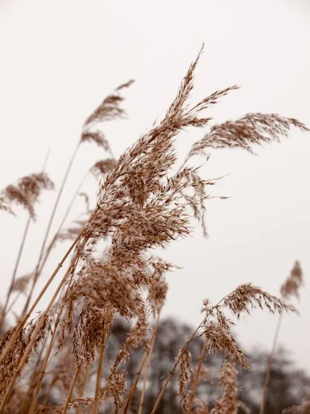 Juncos Fora Com Céu Branco Neve Fundo Natureza Inverno Close — Fotografia de Stock