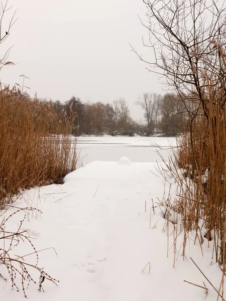 Neve Coberto Pontão Perto Lago Com Juncos Congelados Dia Inverno — Fotografia de Stock