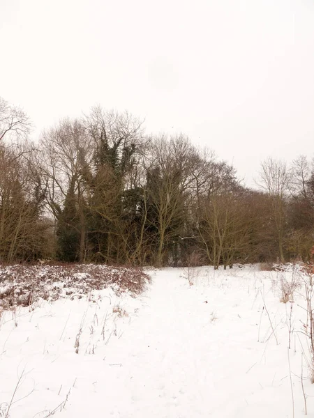 Couverture Neige Plancher Forestier Branches Nues Arbres Hiver Extérieur — Photo