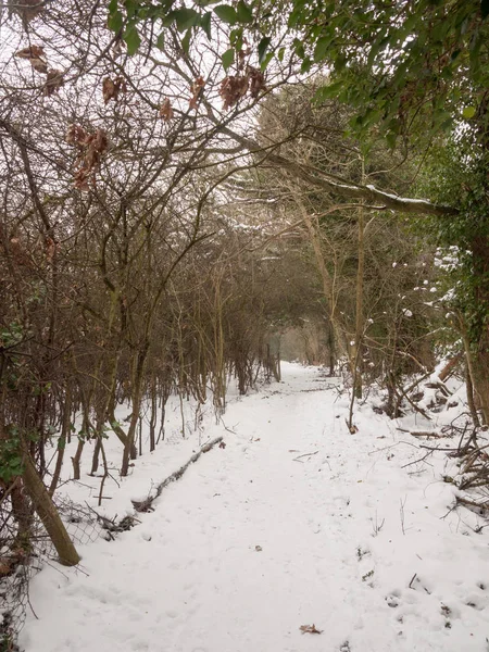 Neige Couvert Passerelle Travers Forêt Extérieur Nature Hiver Froid — Photo