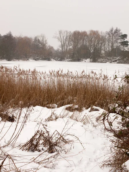 Congelado Sobre Lago Fora Inverno Natureza Céu Branco Árvores Nuas — Fotografia de Stock