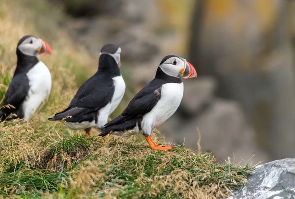 Atlantische Papegaaiduiker Ook Bekend Als Gewone Papegaaiduiker — Stockfoto