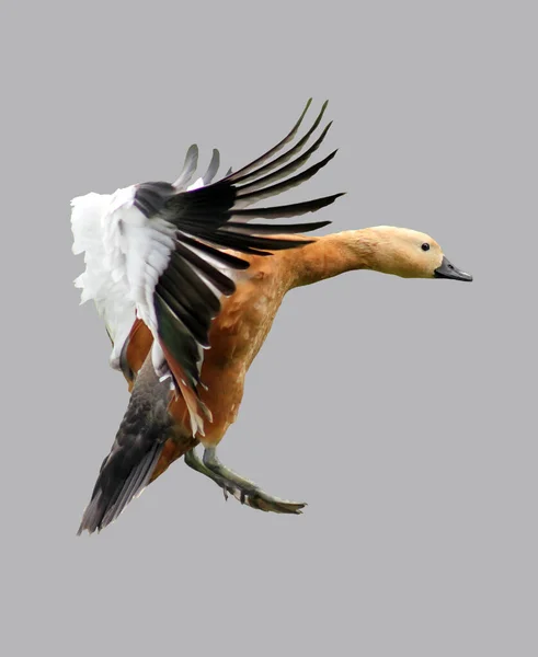 一只野鸭在孤立的灰色背景上飞行 — 图库照片