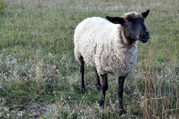 Porträtt Ett Ensamt Får — Stockfoto