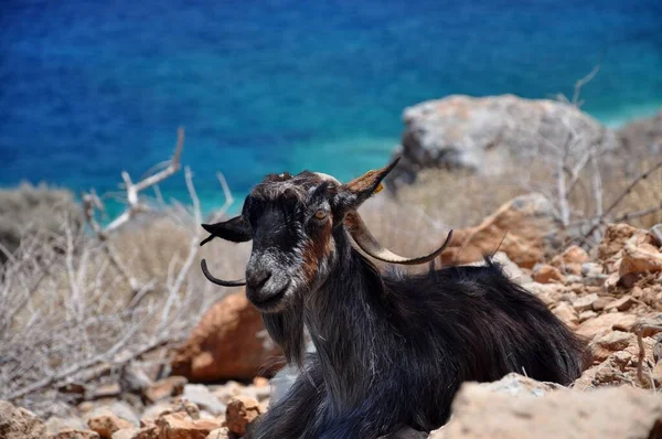 Kreta Griechenland — Stockfoto