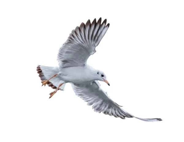Пташина Чайка Польоті Ізольована Білому Тлі — стокове фото