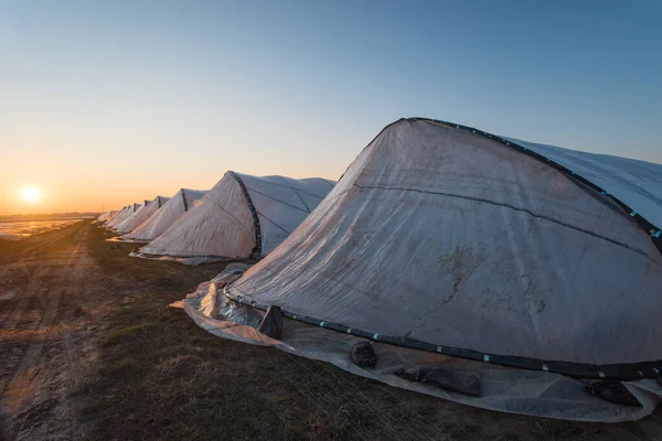 Greenhouses Made Film Winter Evening Sun — Stock Photo, Image