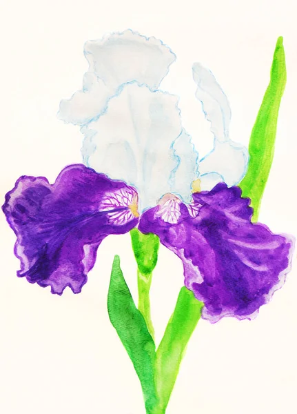 Iris Couleurs Blanches Violettes Sur Fond Blanc Peinture Aquarelle — Photo