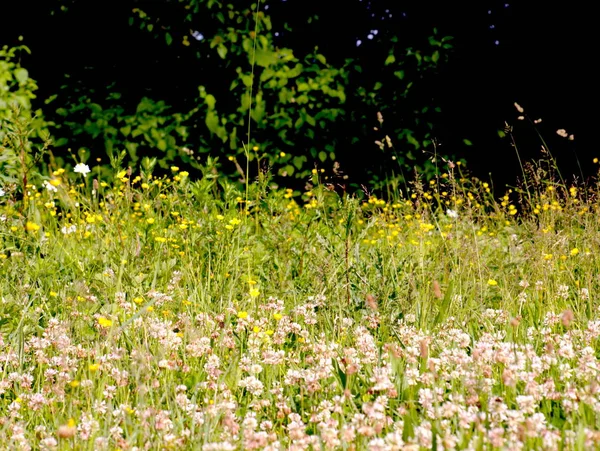 Virág Rét Erdőben — Stock Fotó