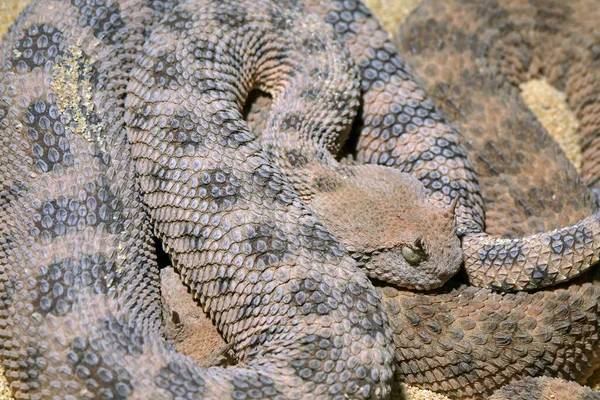 Serpente Pericoloso Animale Vipera — Foto Stock