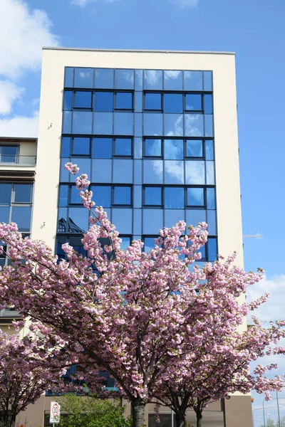 Árbol Floreciente Árbol Cerezo Almendro Frankrfurt Melocotón Primavera Primavera Primavera — Foto de Stock