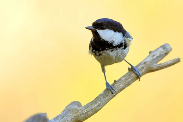 Vogel Thema Schilderachtig Schot — Stockfoto