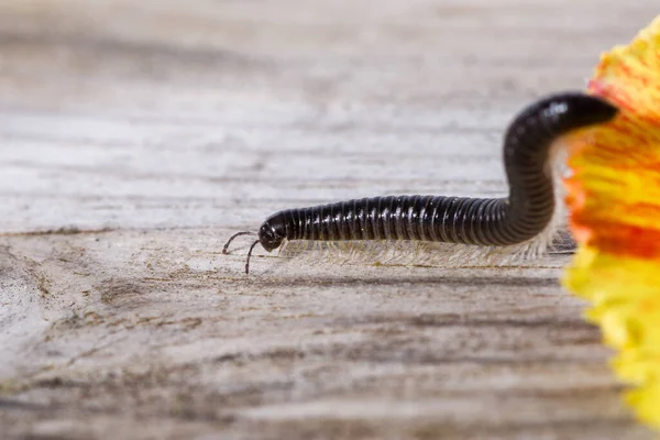 Millipede Kruipend Het Blad Van Een Tulp — Stockfoto