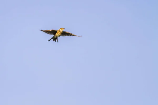 Tek Bir Uçuşta Bir Tarla Kuşu — Stok fotoğraf