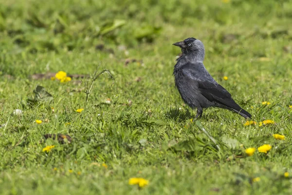 Jackdaw Forrageamento Beeder Break — Fotografia de Stock