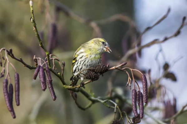 Bird-watching, cute bird at wild nature