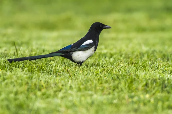 Uccello Tema Pittoresco Colpo — Foto Stock