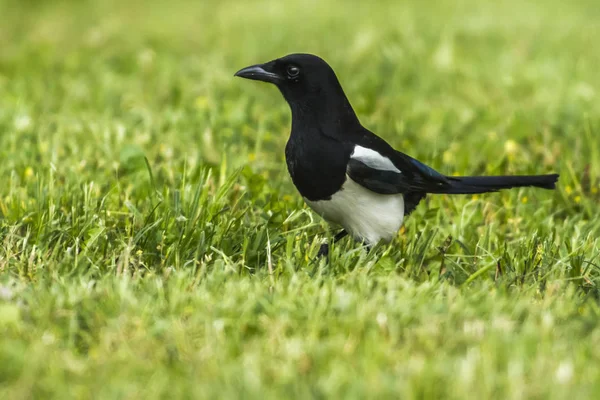 Festői Kilátás Gyönyörű Madár Természetben — Stock Fotó