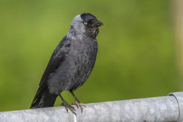 Jackdaw Forrajear Rotura Del Beeder — Foto de Stock