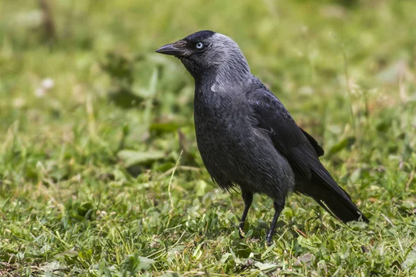 Jackdaw Forrajear Rotura Del Beeder — Foto de Stock