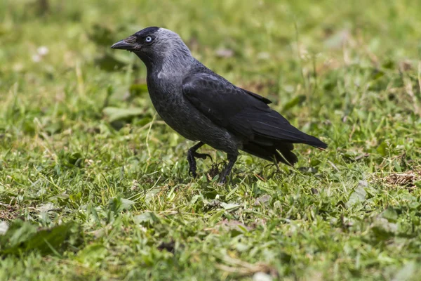 Ένα Jackdaw Για Την Αναζήτηση Τροφής Διάλειμμα Μελισσών — Φωτογραφία Αρχείου