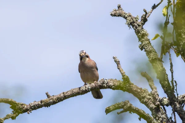 Arrendajo Azul Sienta Una Rama — Foto de Stock