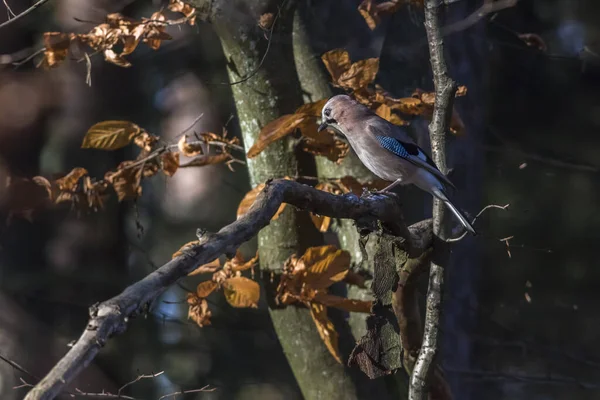 Geai Bleu Est Assis Sur Une Branche — Photo