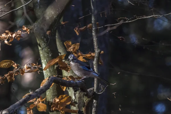 Ein Blauer Eichelhäher Sitzt Auf Einem Ast — Stockfoto