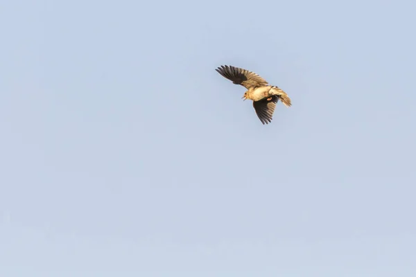 Una Alondra Solo Vuelo — Foto de Stock